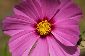 Close up of the yellow centre of a pink Cosmos flower.