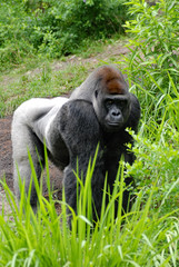 Silverback gorilla standing facing camera