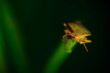 Stinky beetle on a  leaf