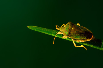 Stinky beetle on a  leaf