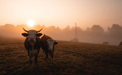 Kuh und Rind auf der Weide bei nebligem Sonnenaufgang 