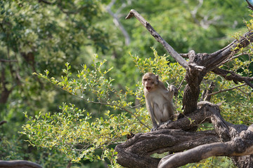 monkey sitting on the tree during the sunset