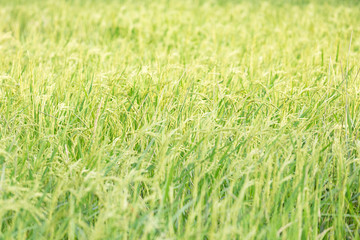 An organic asian golden rice farm during the sun set in the countryside of Thailand.