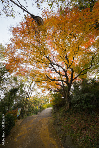 紅葉 屋島の遊歩道 香川県高松市 Wall Mural Wallpaper Murals Kozo 紅葉 屋島の遊歩道 香川県高松市 Wall Mural Wallpaper Murals Kozo