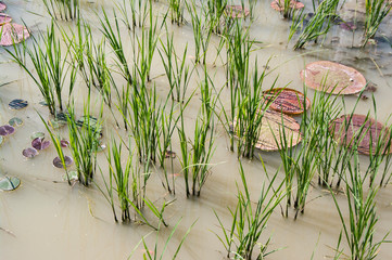  Lotus pool , lotus pond ; Lotus flower planting in rice