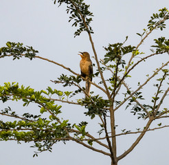 A spectacled, bare eyed bird is seen sitting on a tree