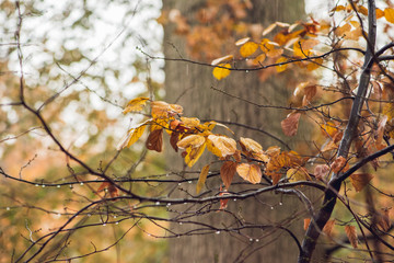 autumn leaves on tree