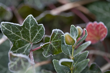 Efeu und Buchs