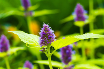 Mint flower in sunny garden