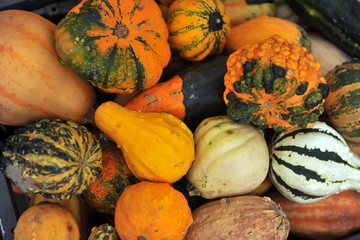 Art composition consisting of vegetables.
