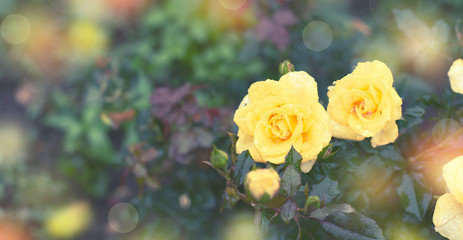 Banner Yellow rose Bush in the garden Blooming plant blurred background selective focus Top view