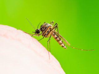 Encephalitis, Yellow Fever, Malaria Disease or Zika Virus Infected Culex Mosquito Parasite Insect Macro on Green Background