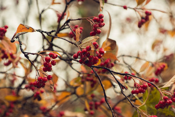 branch with red berries and golden autumn foliage