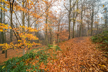 Obraz premium Autumn in the forest