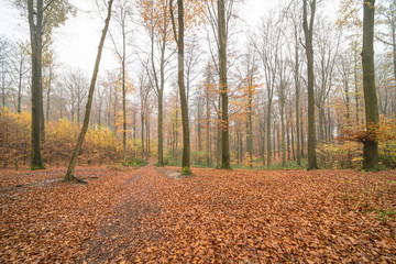 Autumn in the forest