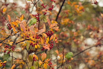 branch with red berries and golden autumn foliage