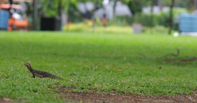 Big lizard creeps through the grass in the foreground of a public park