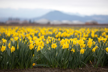 Daffodil growing in a field. 