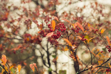 branch with red berries and golden autumn foliage