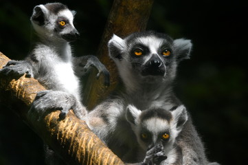 ring tailed lemurs on branch of tree