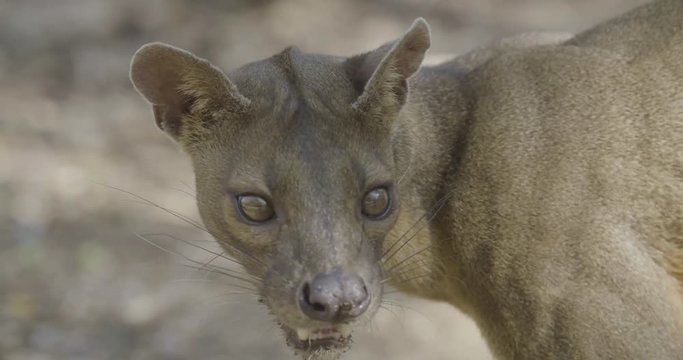 Close up, wild fossa in Madagascar
