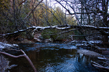 winter forest creek