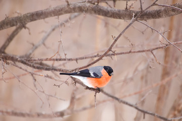 Eurasian Bullfinch / Pyrrhula pyrrhula