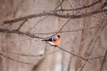 Eurasian Bullfinch / Pyrrhula pyrrhula