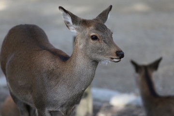 奈良公園　紅葉と鹿