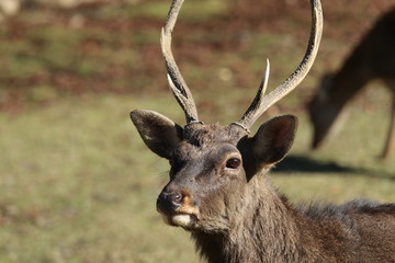奈良公園　紅葉と鹿