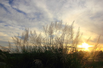 Grass on the sunset,In winter, the wind blows.For background.
