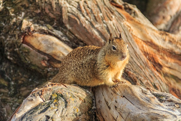 California ground squirrel or Beechey ground squirrel  sitting on a tree stump in Monterey, California