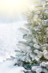 xmas tree, fir tree in the snow and hoarfrost