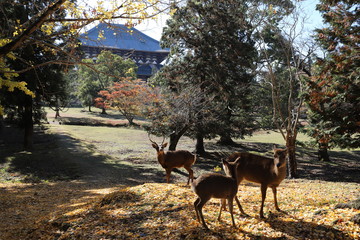 奈良公園　紅葉と鹿