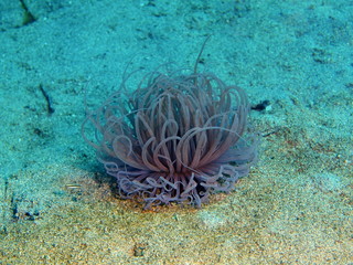 Sea anemone