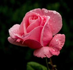 Rosa de pétalos tristes helada al amanecer