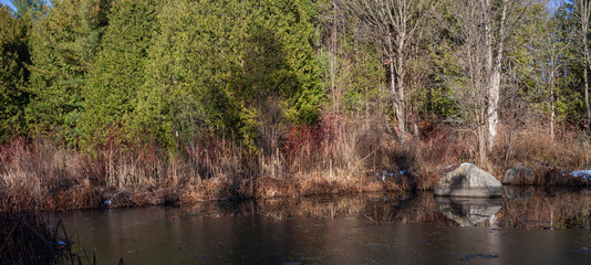 winter forest pond