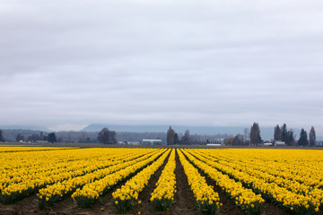 Fototapeta na wymiar Daffodil growing in a field. 
