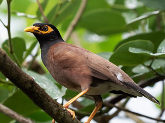 Close up Mynah Bird on a Branch Isolated on Nature Background
