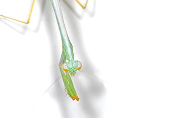 Praying Mantis Isolated on White Background with Copy Space