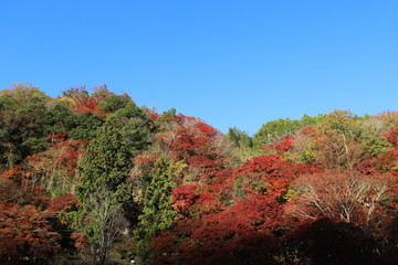 Fototapeta premium 香嵐渓