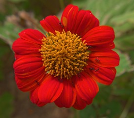 Red flower and black ants in garden