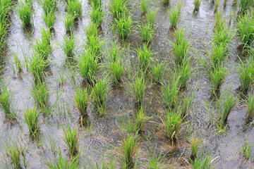Beautiful paddy field in rainy season.
