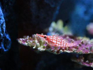 Longnose hawkfish (Oxycirrhites typus) in aquarium.
