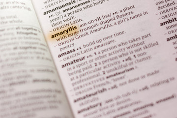 The word or phrase Amaryllis in a dictionary.