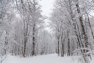 Naklejka premium Beautiful winter forest landscape, trees covered snow