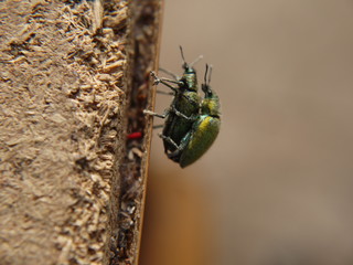 Two golden insect