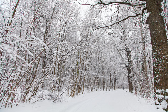 Beautiful winter forest landscape, trees covered snow