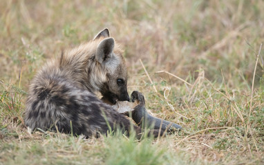 Hyena in the bush