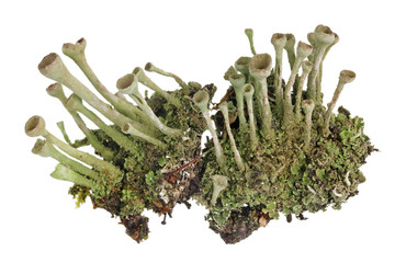 Fragment of natural european forest  blue moss lichen  plant.  Isolated